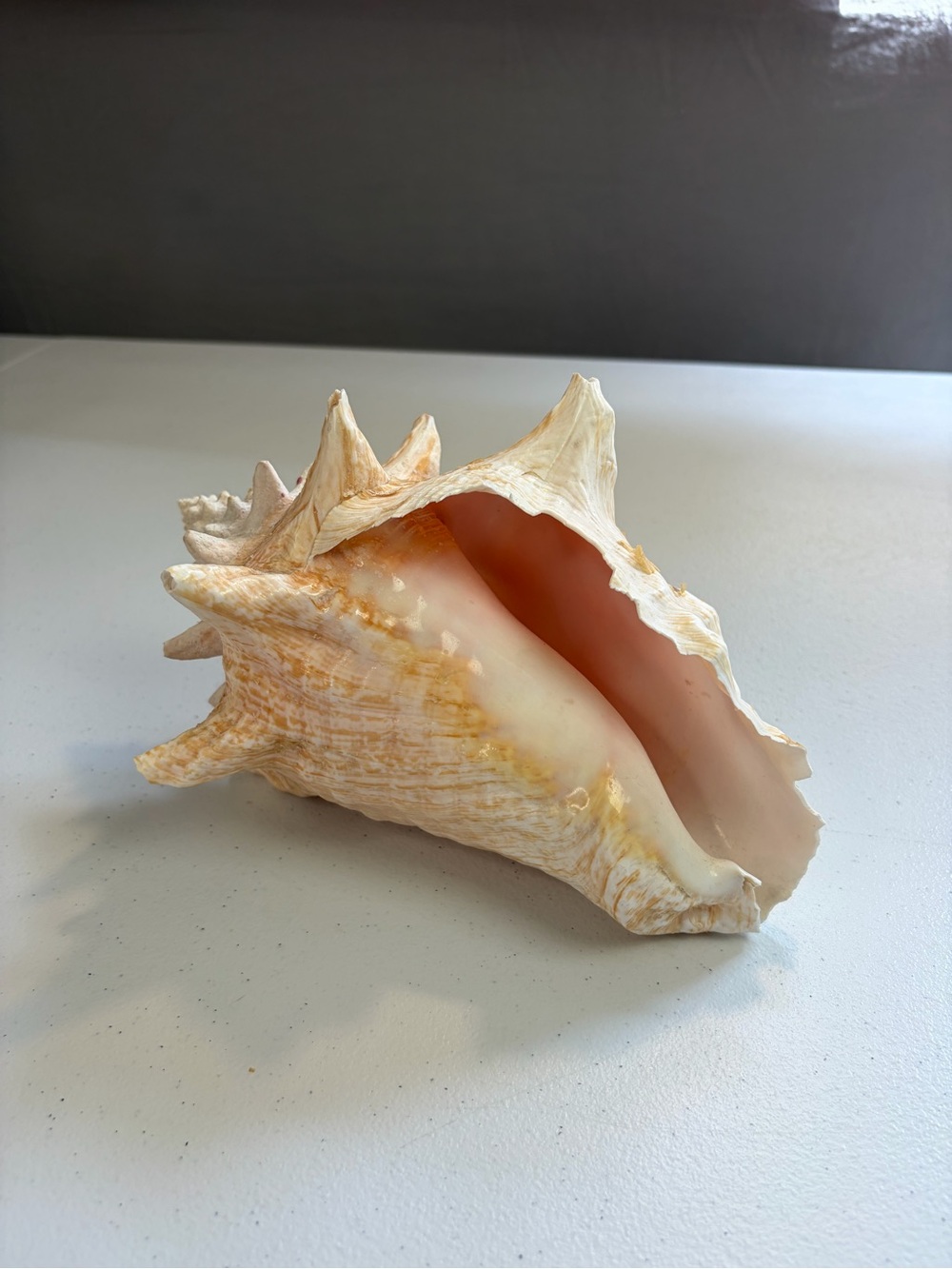 Natural Queen Conch Shell 8" Long Large Pink Rare Ocean Home Decor Seashell - Picture 7 of 7